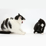 Black-and-white cat hissing at kitten