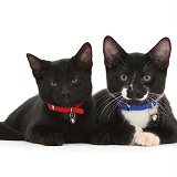 Black and black-and-white tuxedo kittens, with collars