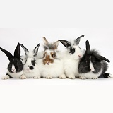 Five young Lionhead-cross rabbits