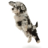 Black-and-grey Daxiedoodle pup, leaping