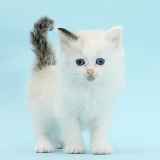 Ragdoll-cross kitten on blue background
