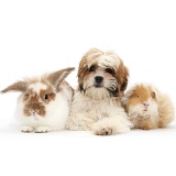 Maltese x Shih tzu pup with rabbit and Guinea pig