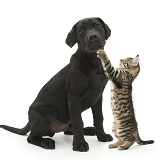 Playful tabby kitten and black Labrador pup