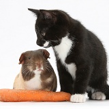 Black-and-white kitten and Guinea pig and carrot