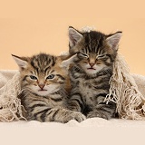 Cute tabby kittens, under a shawl