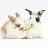 Young rabbits sharing a blade of grass