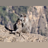 Long-tailed Macaques