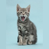 Tabby kitten yawning on blue background