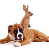 Boxer puppy with standing rabbit