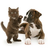 Brindle Boxer pup and chocolate kitten
