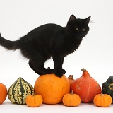 Black Maine Coon kitten on Halloween pumpkins