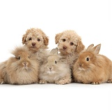 Two Toy Labradoodles and three fluffy bunnies