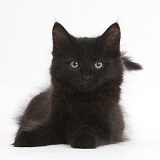 Fluffy black kitten, 9 weeks old, lying with head up