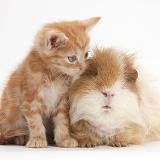 Ginger kitten, 5 weeks old, with shaggy Guinea pig