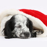 Sleepy black-and-white puppy in a Santa hat