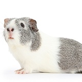 Silver-and-white Guinea pig