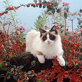 Cat among autumn plants