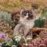 Kitten among winter heaths and flowers
