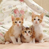 Three kittens on a bed