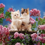 Two kittens and flowers
