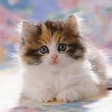 Cute calico kitten portrait