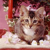 Ticked tabby kitten with flowers