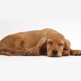 Sleeping Golden Cocker Spaniel puppy