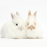 Two baby bunnies