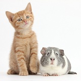 Ginger kitten and silver-and-white Guinea pig