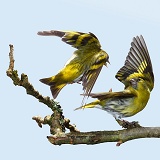 Siskin males fighting