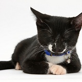 Sleepy black-and-white kitten