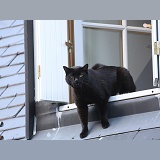 Black tom cat 'yowling' at a rival from an upstairs window