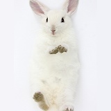 White bunny lying on his back