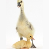 Gosling and duckling together