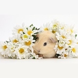 Cute baby Guinea pig hiding in a bunch of daisy flowers