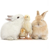 Sandy and white rabbits and yellow bantam chicks