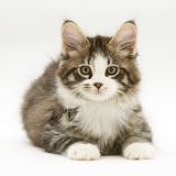 Tabby-and-white Maine Coon kitten, lying with head up