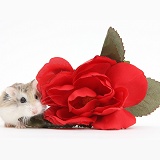 Roborovski Hamster and red rose