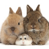 Roborovski Hamster with cute baby bunnies