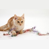 Red silver Turkish Angora cat with Christmas tinsel
