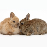 Baby Netherland Dwarf bunnies