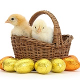 Yellow bantam chicks in basket with Easter eggs