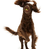 Chocolate Cocker Spaniel leaping and catching a ball