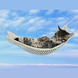 Cute tabby kitten sleeping in a hammock