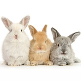Three cute baby Lop rabbits