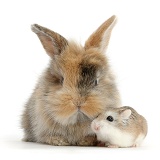 Cute baby bunny and Roborovski Hamster