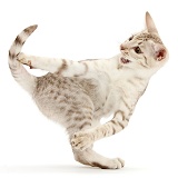 Ocicat kitten dancing