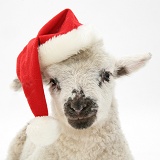 Lamb wearing a Santa hat