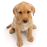 Cute soulful Yellow Labrador puppy