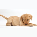 Cute Yellow Labrador puppy lying